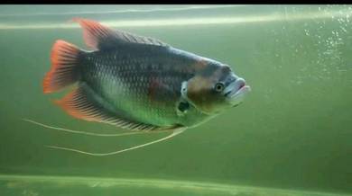 Ikan Kaloi Sabah Pets For Sale In Malaysia Mudah My