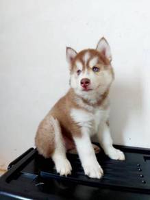 Husky Almost Anything For Sale In Malaysia Mudah My