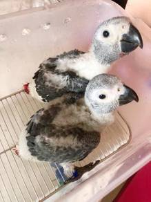 Burung Baby Pair Congo African Grey Parrot Bird