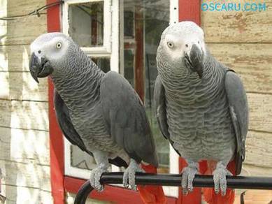 Burung Baby Pair Congo African Grey Parrot Bird