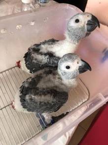 Burung Baby Pair Congo African Grey Parrot Bird