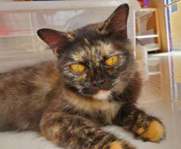 Kucing - Pets for sale in Malaysia - Mudah.my