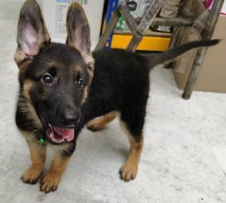 German Shepherd Puppy Pets For Sale In Malaysia Mudah My