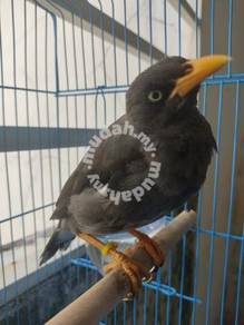 Burung Almost Anything For Sale In Malaysia Mudah My