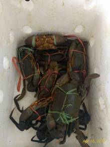 Ketam nipah - All Everything Else for sale in Malaysia - Mudah.my