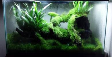 Moss for aquascape,terrarium, vivarium, paludarium