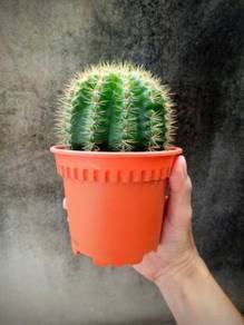 Medium size 120 Cactus succulent