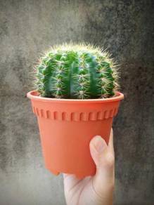 Medium size 120 Cactus succulent