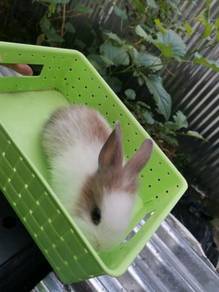 Rabbits Pets For Sale In Malaysia Mudah My Mobile