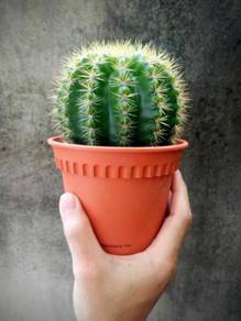 Medium size 120 Cactus succulent