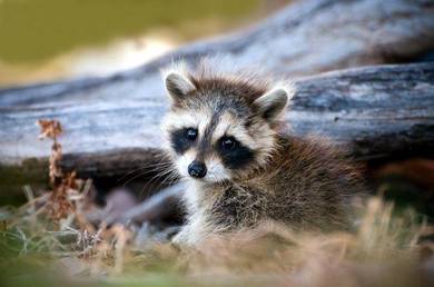 Raccoon Pets For Sale In Malaysia Mudah My