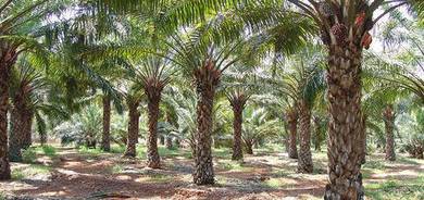 Oil palm Land For Sales Beruas , Perak