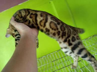 Kucing Hutan Untuk Dijual Malaysia - dasmint