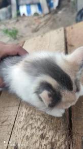 Kucing siam mix - Pets for sale in Malaysia - Mudah.my