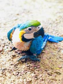 Burung Baby Blue And Gold Macaw parrot Bird