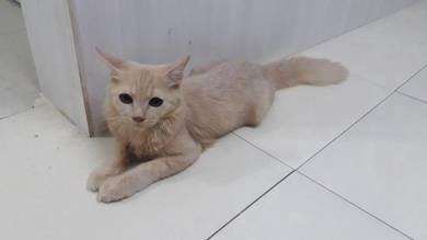 Kucing - All Leisure/Sports/Hobbies for sale in Malaysia - Mudah.my