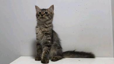 Kucing maine coon - Almost anything for sale in Malaysia - Mudah.my