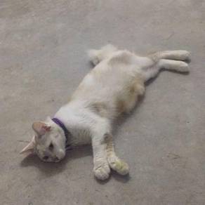 Cat - All Leisure/Sports/Hobbies for sale in Malaysia - Mudah.my