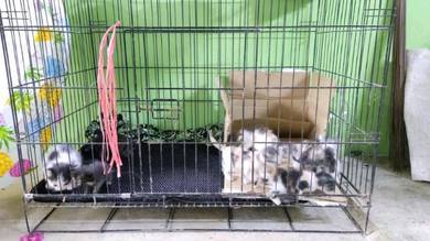 Kucing - Pets for sale in Malaysia - Mudah.my