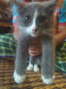 Cat Almost Anything For Sale In Malaysia Mudah My