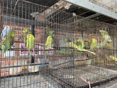 44+ Burung nuri malaysia info