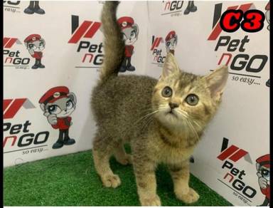 Cat - All Leisure/Sports/Hobbies for sale in Malaysia - Mudah.my