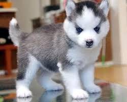 Siberian Husky Pets For Sale In Malaysia Mudah My