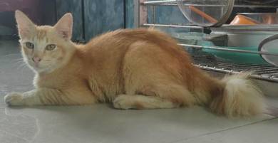 Kucing - Pets for sale in Malaysia - Mudah.my