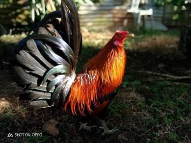 Ayam Filipin Pets For Sale In Malaysia Mudah My