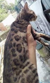 Kucing bengal cantik - Pets for sale in Malaysia - Mudah.my