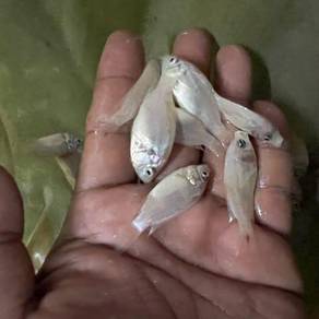 Benih ikan talapia - Pets for sale in Malaysia - Mudah.my