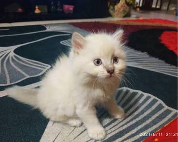 Anak kucing - Pets for sale in Malaysia - Mudah.my