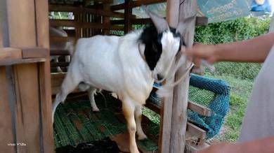 Harga Kambing Osman Goat Farm