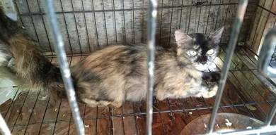 Cat - Almost anything for sale in Malaysia - Mudah.my