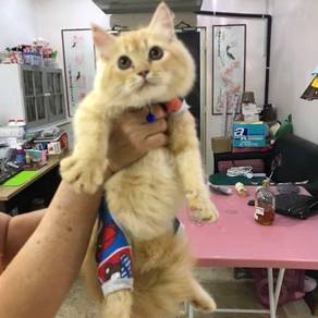 Kucing parsi - Pets for sale in Malaysia - Mudah.my