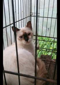 Kucing siam - Pets for sale in Malaysia - Mudah.my