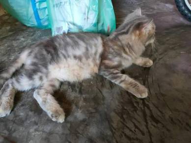 Kucing - All Leisure/Sports/Hobbies for sale in Malaysia - Mudah.my