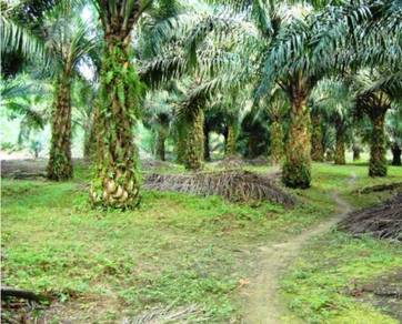 Agricultural-Land-for-sale-Nibong-Tebal-Penang