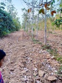 Tanah Kebun Almost Anything For Sale In Malaysia Mudah My