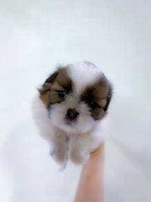 Shih Tzu Pets For Sale In Malaysia Mudah My Mobile