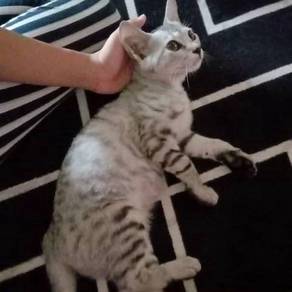 Kucing Pets For Sale In Malaysia Mudah My