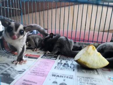 Sugar Glider manja, jinak dan sangat sihat