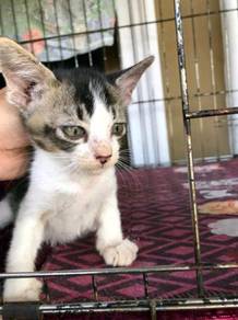 Anak kucing - Almost anything for sale in Malaysia - Mudah.my