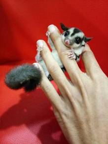 Baby Sugar Glider
