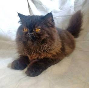 Persian flatface - Pets for sale in Malaysia - Mudah.my