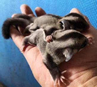 Sugar Glider manja, jinak dan sangat sihat