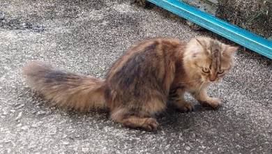 Kucing - Pets for sale in Malaysia - Mudah.my