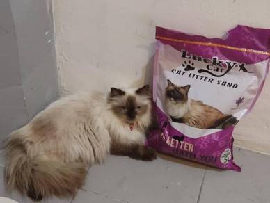 Cat - Almost anything for sale in Malaysia - Mudah.my