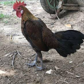 78 Gambar Ayam Hutan Jalak Terbaik 78 Gambar Ayam Hutan Jalak Terbaik