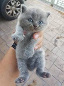 British Shorthair Kitten - Pets for sale in Malaysi